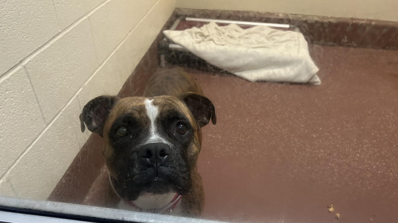 Louisville Metro Animal Services sounding alarm as it runs out of space to house dogs